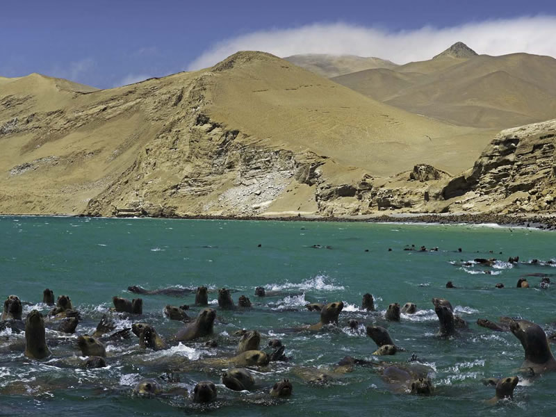 Tours Pisco - Paracas